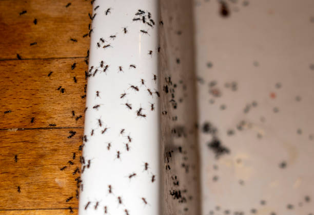 Best Emergency Pest Control  in East Cleveland, OH