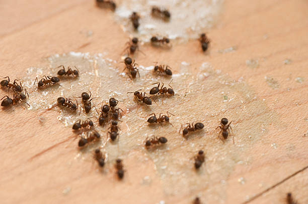 Best Flea Control Services  in East Cleveland, OH